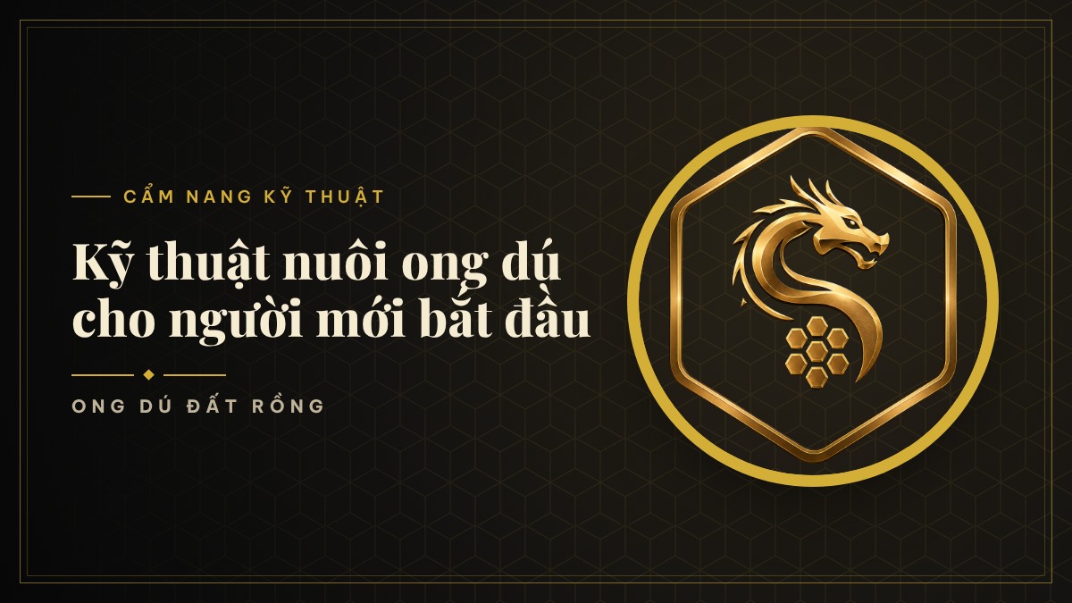 Kỹ thuật nuôi ong dú cho người mới bắt đầu: 7 bước từ chọn tổ giống đến đặt thùng