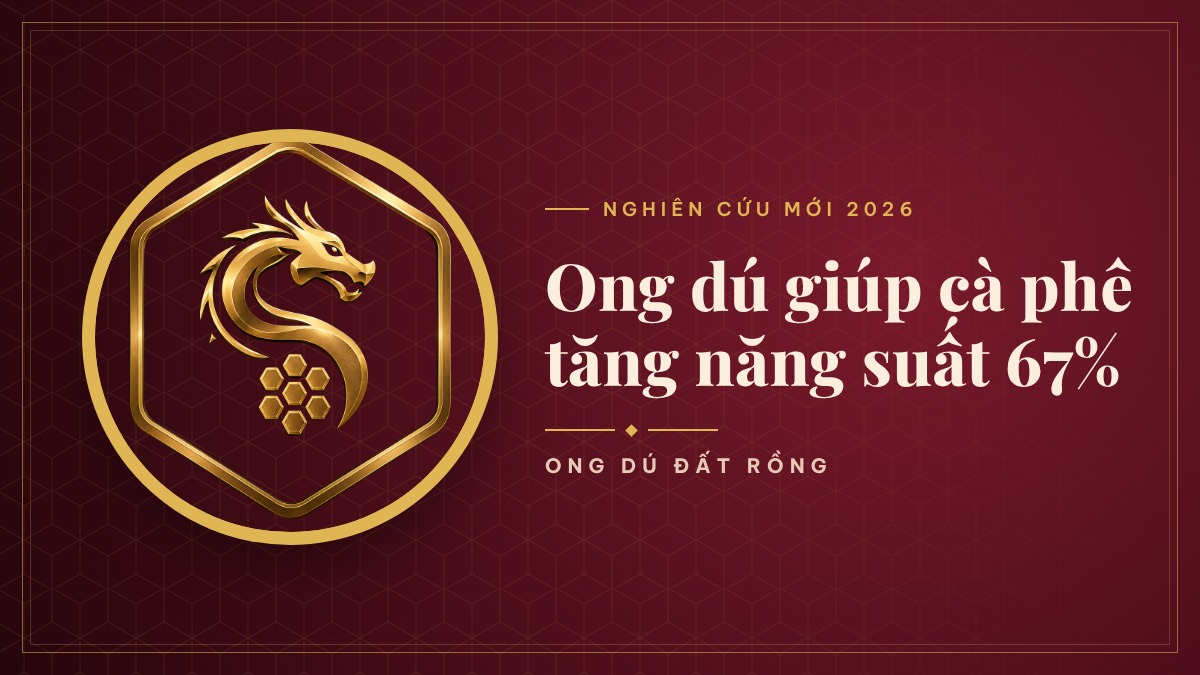 Ong dú giúp cà phê Arabica tăng năng suất tới 67%: Nghiên cứu mới 2026 và bài học cho nhà vườn Việt
