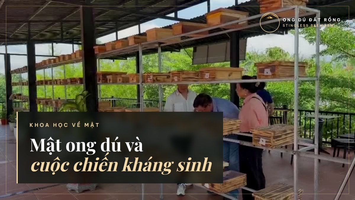 STINGLESS BEE HONEY AND THE FIGHT AGAINST ANTIMICROBIAL RESISTANCE: WHAT ARE SCIENTISTS FINDING?